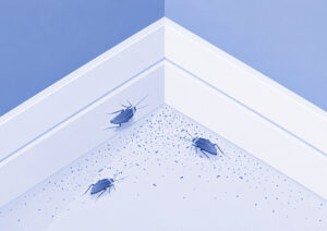 Cockroach droppings as a sign that cockroach control is needed in Edmonton