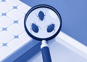 Live bed bugs requiring a bed bug exterminator in Edmonton