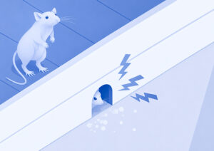 Scratching sounds in walls indicating mice for an Edmonton mice exterminator