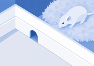 Rodent nest and odour signalling the need for rodent control in Edmonton